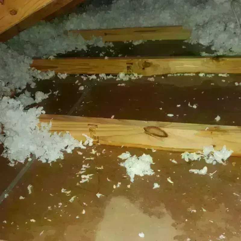 Attic Water Damage in Rosenberg, TX