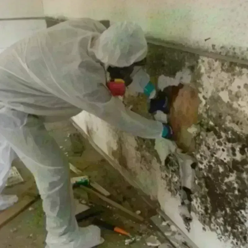 Mold Remediation and Removal in Rosenberg, TX